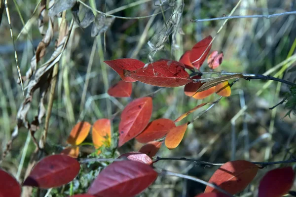 Κόκκινα Φύλλα Κλαδί Φυτού Φθινόπωρο — Φωτογραφία Αρχείου