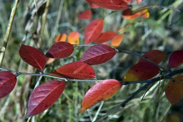 Κόκκινα Φύλλα Κλαδί Φυτού Φθινόπωρο — Φωτογραφία Αρχείου