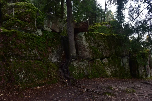 モンレポスパークの石や苔 — ストック写真