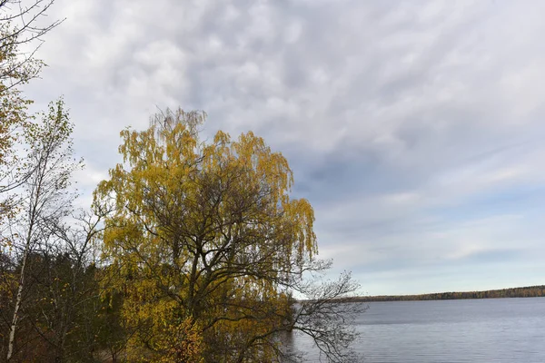 Mon Repos Skalisty Park Krajobrazowy Brzegu Zatoki Vyborg Północnej Części — Zdjęcie stockowe