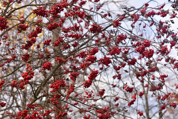 Rowan Berries Branches Leaves — Stockfoto