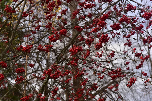 Rowan Berries Branches Leaves — Stockfoto