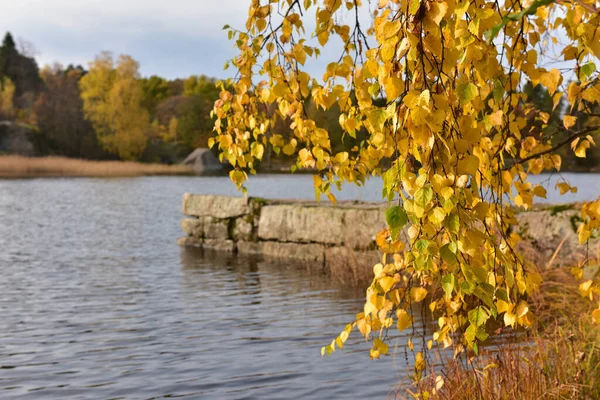 Yellow Autumn Birch Leaves Water Pier — Stock Photo, Image