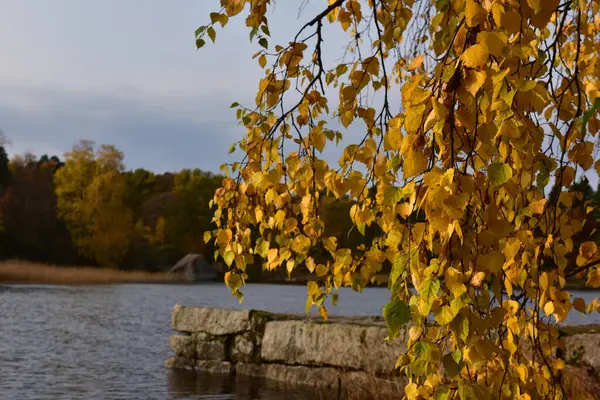 Gele Herfst Berk Bladeren Boven Water Een Pier — Stockfoto