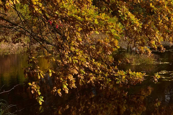 Hojas Amarillas Otoño Una Rama Árbol Sobre Agua — Foto de Stock