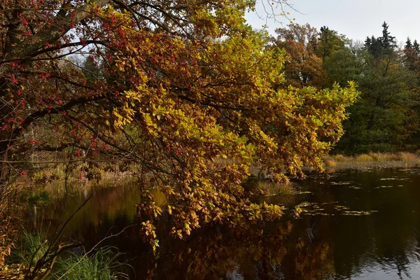 Gele Herfstbladeren Een Boomtak Boven Het Water — Stockfoto