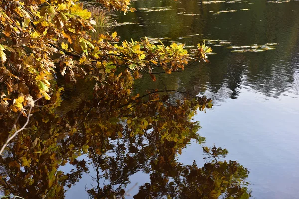 Hojas Amarillas Otoño Una Rama Árbol Sobre Agua — Foto de Stock