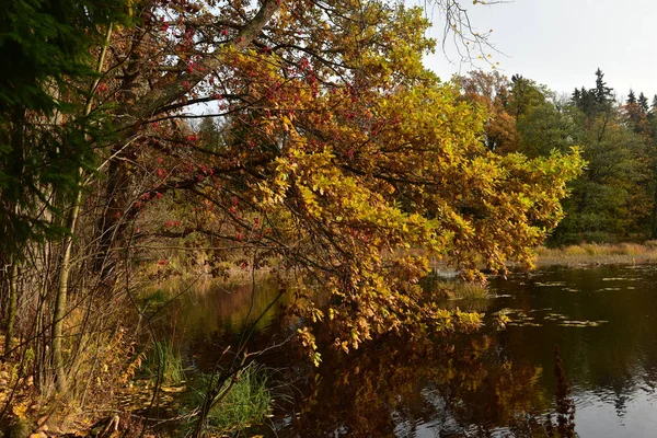 Folhas Outono Amarelas Galho Árvore Acima Água — Fotografia de Stock