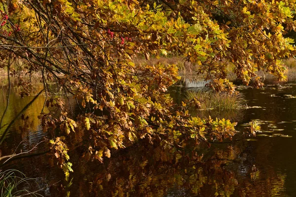 Hojas Amarillas Otoño Una Rama Árbol Sobre Agua — Foto de Stock