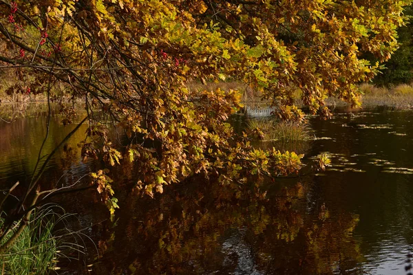 Hojas Amarillas Otoño Una Rama Árbol Sobre Agua — Foto de Stock