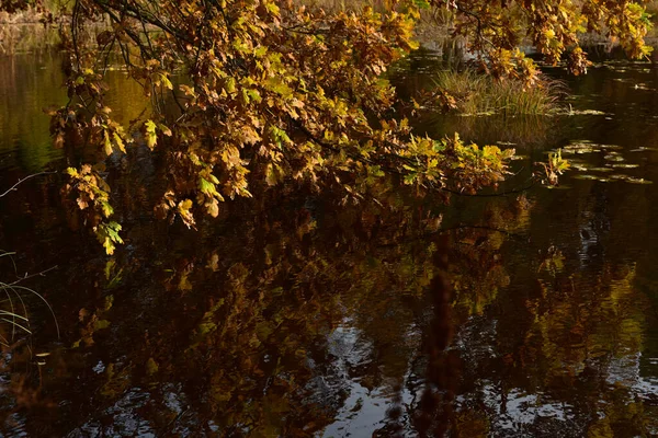 Folhas Outono Amarelas Galho Árvore Acima Água — Fotografia de Stock