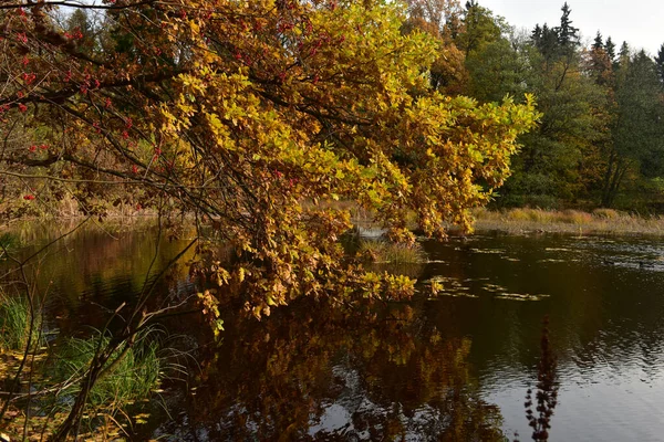 Желтые Осенние Листья Ветке Дерева Над Водой — стоковое фото