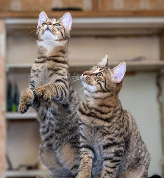 Zwei Gestromte Junge Katzen Zusammen — Stockfoto