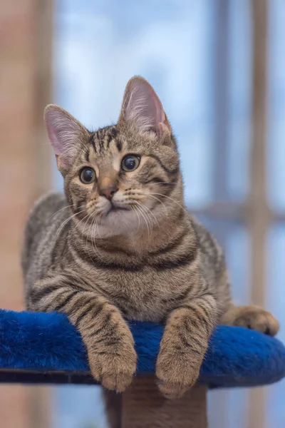 Genç Çizgili Kahverengi Kedi Yalan Söylüyor — Stok fotoğraf