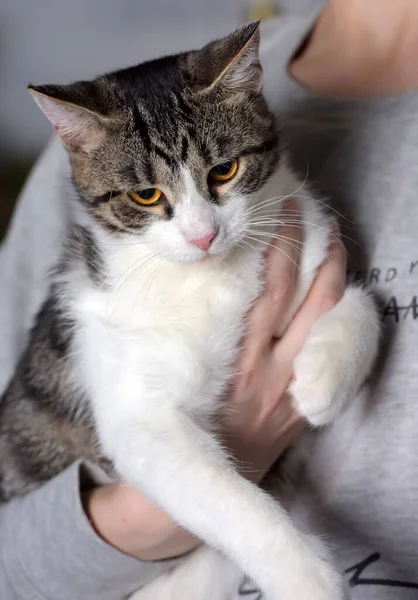 Ung Tabby Med Vit Katt Armarna Älskarinnan — Stockfoto