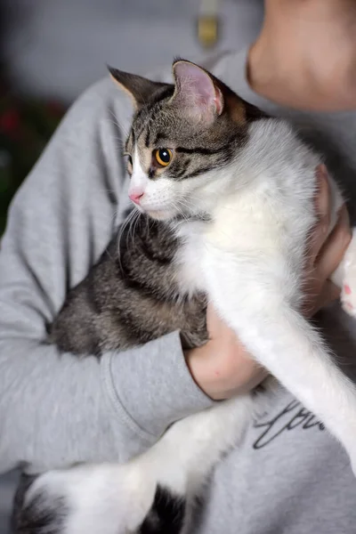 Stock image young tabby with a white cat in the arms of the mistress