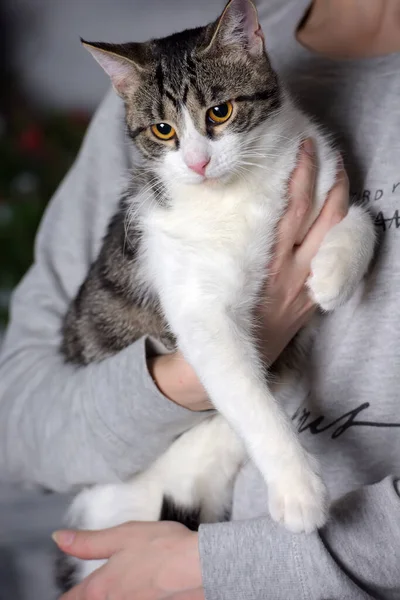 愛人の腕の中に白い猫のいる若いタビー — ストック写真