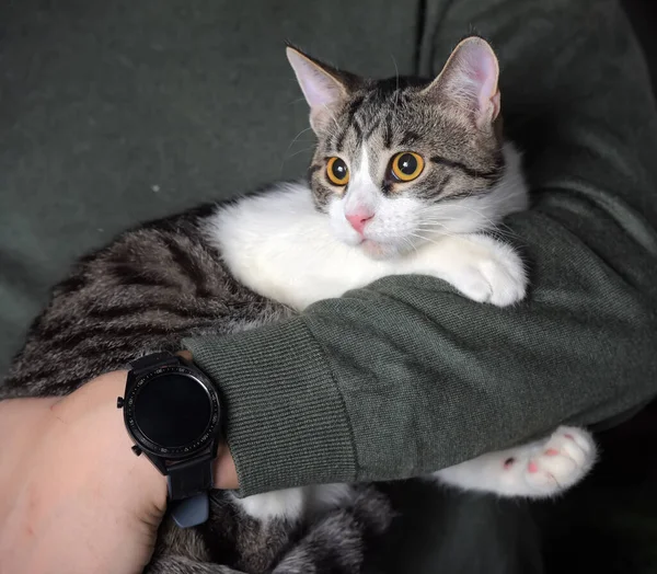 Ung Tabby Med Vit Katt Armarna Älskarinnan — Stockfoto