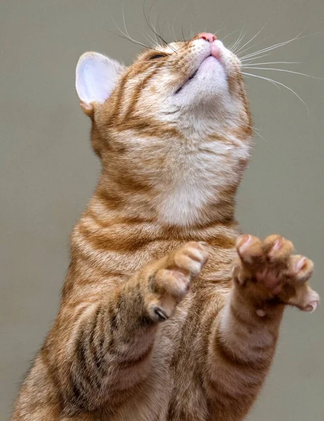 後ろ足に立つ若い縞模様の生姜猫 — ストック写真