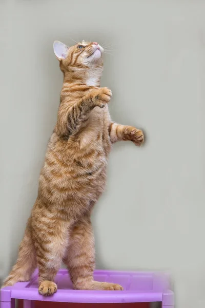뒷다리 줄무늬 고양이 — 스톡 사진