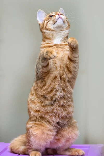 Young Striped Ginger Cat Standing Its Hind Legs — Stock Photo, Image