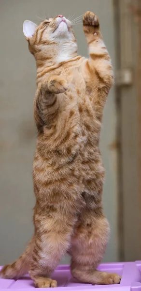 Young Striped Ginger Cat Standing Its Hind Legs — Stock Photo, Image