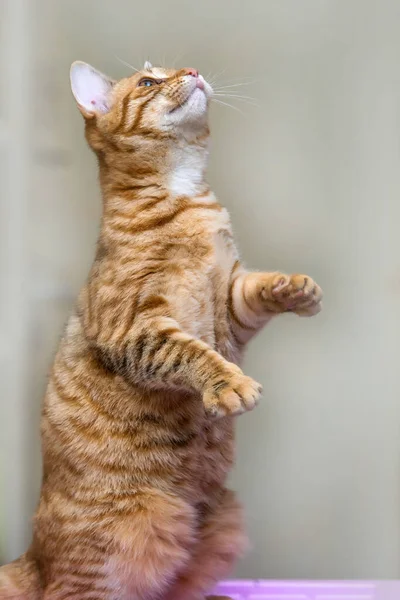 Genç Çizgili Kızıl Kedi Arka Ayakları Üzerinde Duruyor — Stok fotoğraf