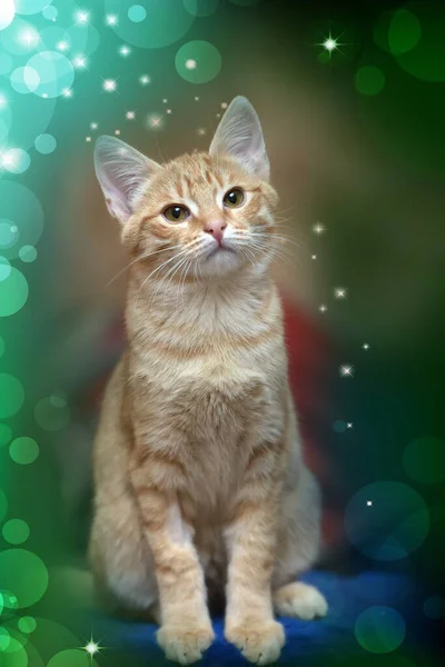 Junge Süße Ingwer Kätzchen Porträt — Stockfoto