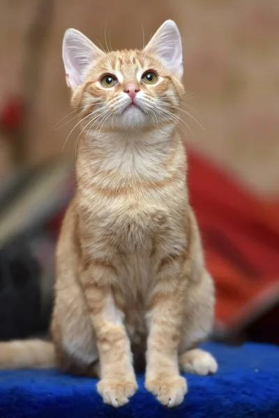 年轻可爱的生姜猫咪肖像 — 图库照片
