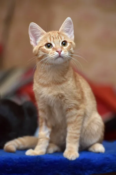 Jovem Bonito Gengibre Gatinho Retrato — Fotografia de Stock