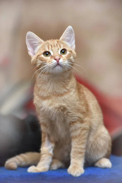 Jong Schattig Gember Kitten Portret — Stockfoto