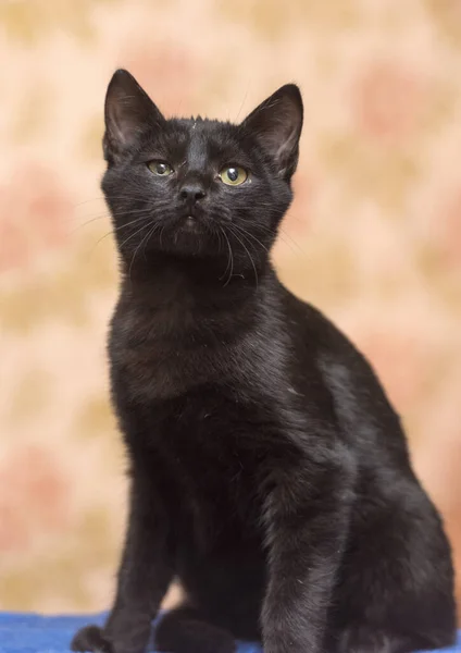 目の細い黒の短毛の子猫 — ストック写真