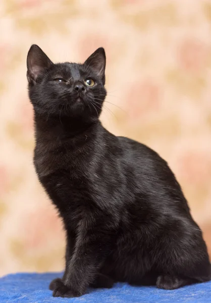 Černé Krátkosrsté Kotě Přimhouřenýma Očima — Stock fotografie