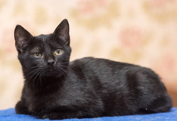Černé Krátkosrsté Kotě Přimhouřenýma Očima — Stock fotografie