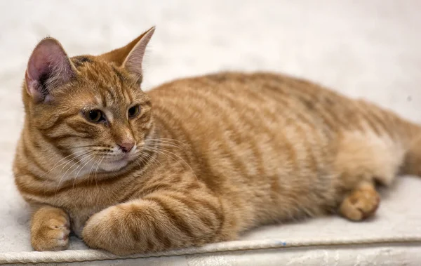 Gato Rojo Joven Yace Sobre Fondo Claro —  Fotos de Stock