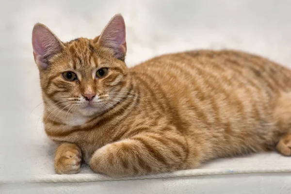 Молодий Червоний Кіт Лежить Світлому Фоні — стокове фото