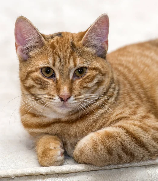 Jonge Rode Kat Ligt Een Lichte Achtergrond — Stockfoto