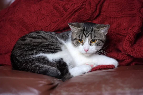 Europea Taquigrafía Gato Gris Con Rayas Pecho Blanco Patas Ojos —  Fotos de Stock