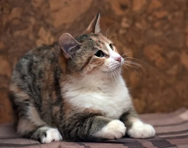 Tricolor Small Cat Lies Plaid — Stock Photo, Image