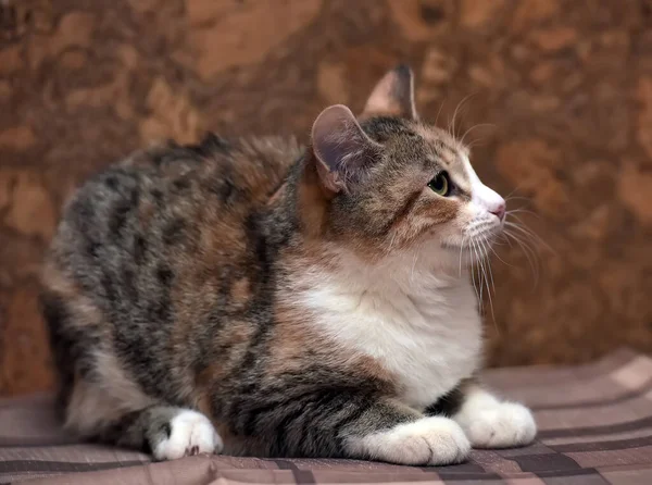 Tricolor Pequeño Gato Encuentra Cuadros —  Fotos de Stock