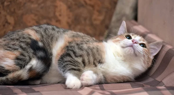 Pequeno Gato Tricolor Está Uma Planície — Fotografia de Stock