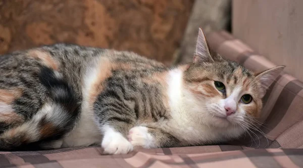 Tricolor Kleine Katze Liegt Auf Einem Plaid — Stockfoto