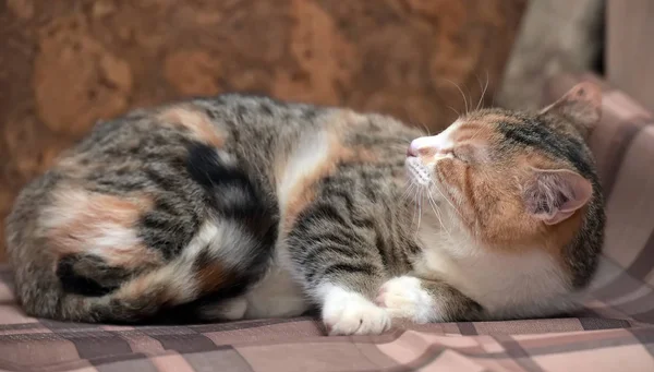 Τρίχρωμη Μικρή Γάτα Βρίσκεται Ένα Καρό — Φωτογραφία Αρχείου