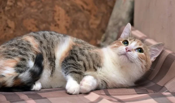 Tricolor Small Cat Lies Plaid — Stock Photo, Image