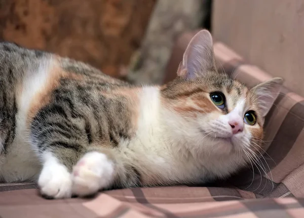 Трёхцветная Маленькая Кошка Лежит Клетке — стоковое фото
