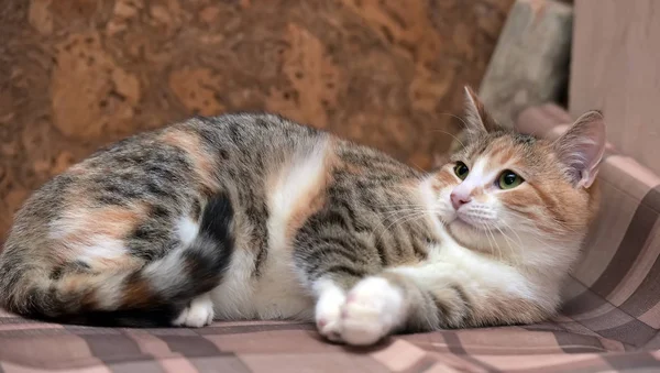 Tricolor Kleine Katze Liegt Auf Einem Plaid — Stockfoto