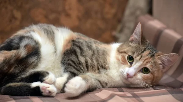 Tricolore Petit Chat Repose Sur Plaid — Photo