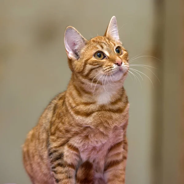 Ginger Young Cat Sitting Close — Stock Photo, Image