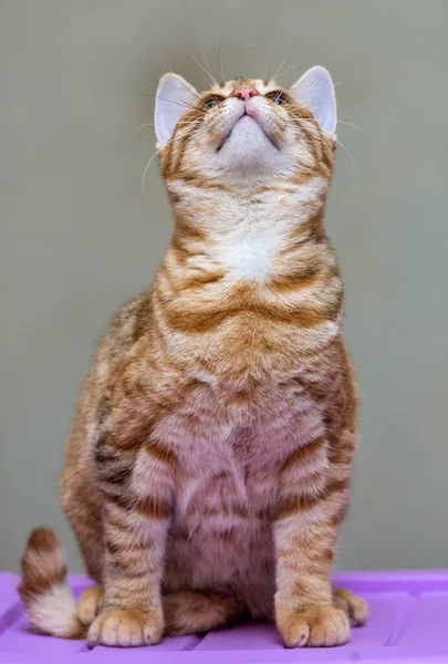 Gengibre Jovem Gato Sentado Perto — Fotografia de Stock