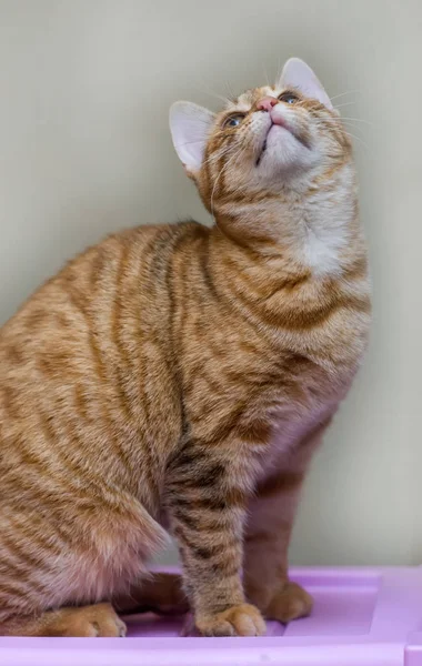 Ginger Young Cat Sitting Close — Stock Photo, Image